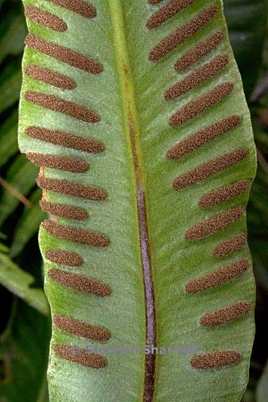 asplenium scolopendrium 2 graphic